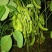 菏泽青毛豆，基地种植。保质保量。台湾75-3毛豆