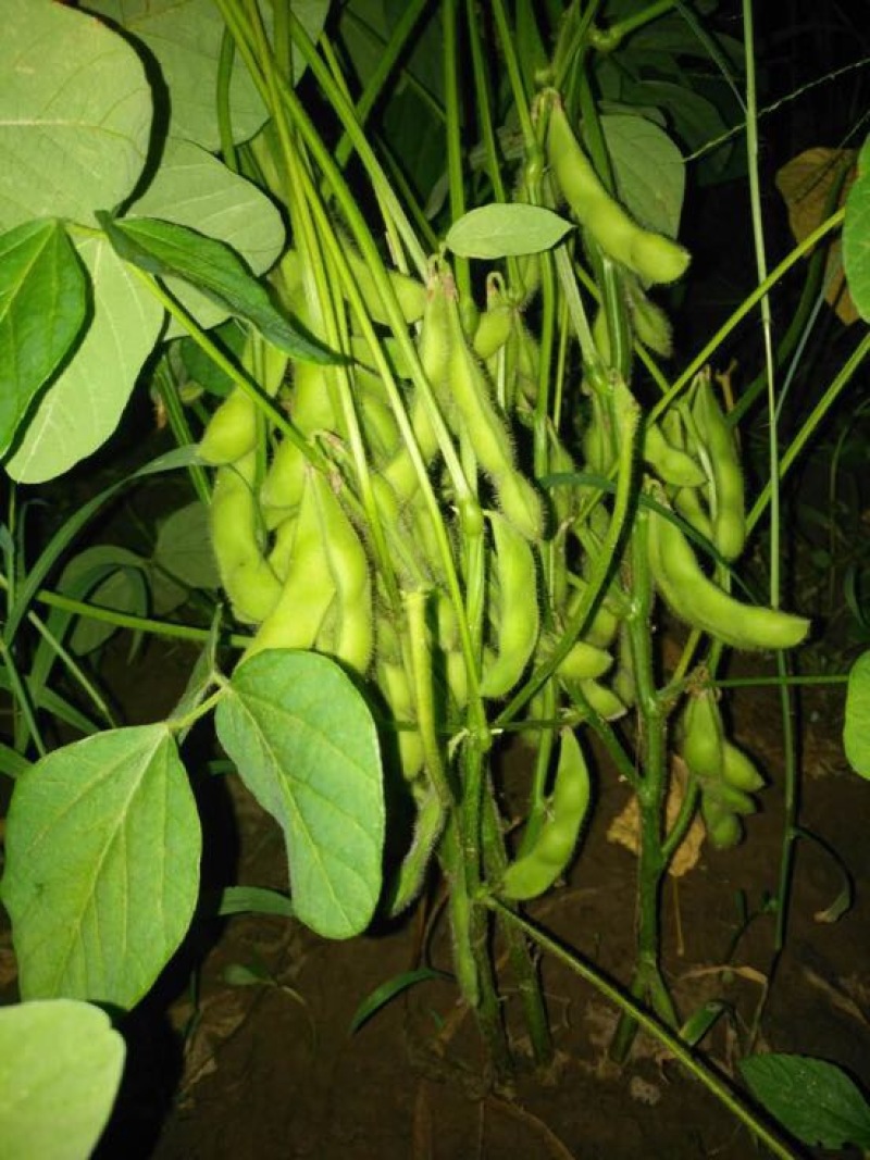 菏泽青毛豆，基地种植。保质保量。台湾75-3毛豆