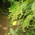 菏泽青毛豆，基地种植。保质保量。台湾75-3毛豆