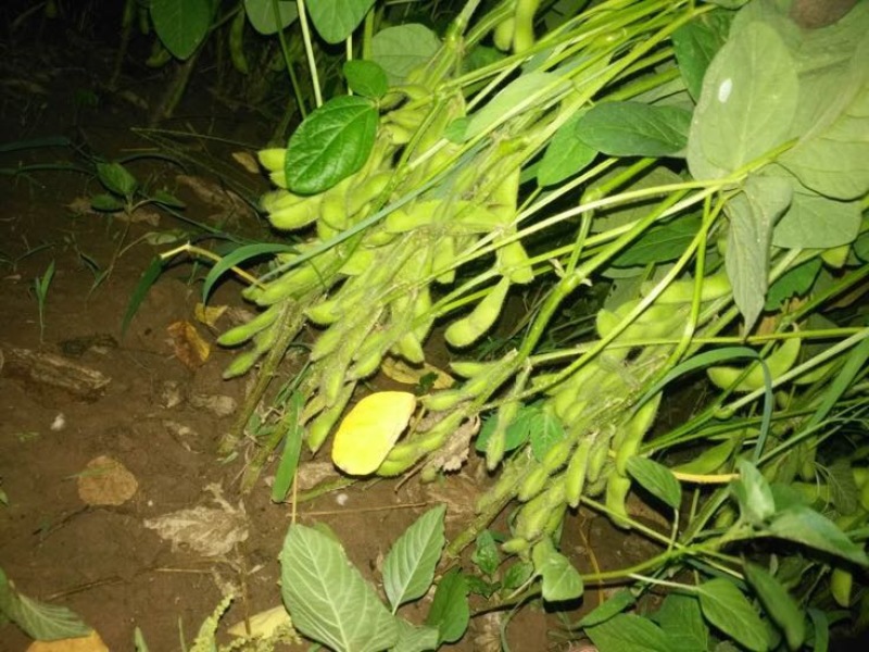 菏泽青毛豆，基地种植。保质保量。台湾75-3毛豆