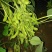 菏泽青毛豆，基地种植。保质保量。台湾75-3毛豆