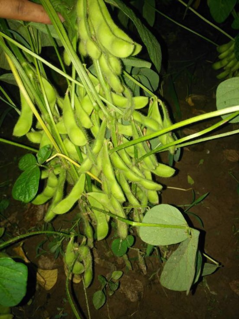 菏泽青毛豆，基地种植。保质保量。台湾75-3毛豆