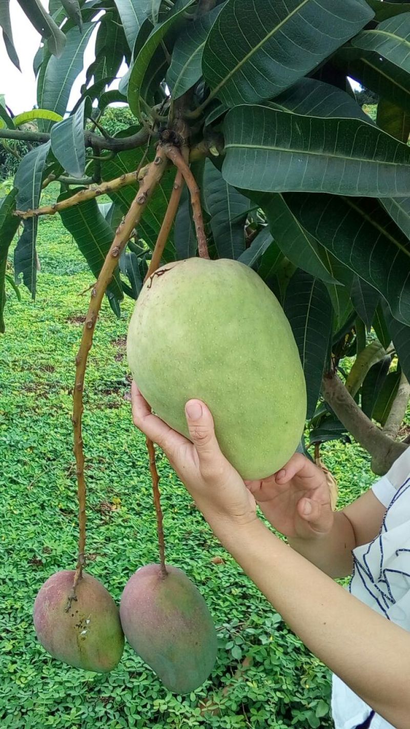 象牙芒5两以上