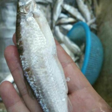 刀鱼食用冰鲜鱼