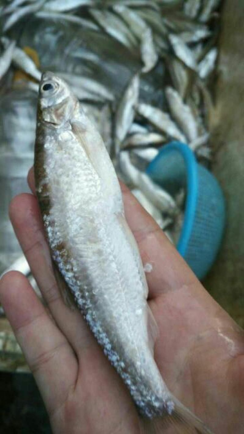 刀鱼食用冰鲜鱼