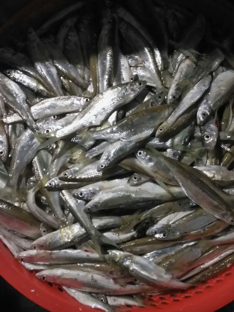 刀鱼食用冰鲜鱼