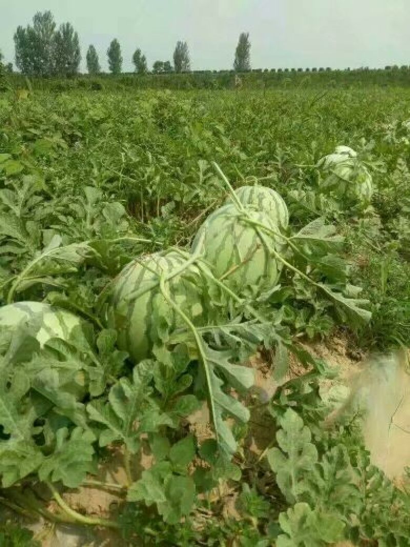 《推荐》金花3号无籽西瓜产地直发对接商超电商团购一条龙