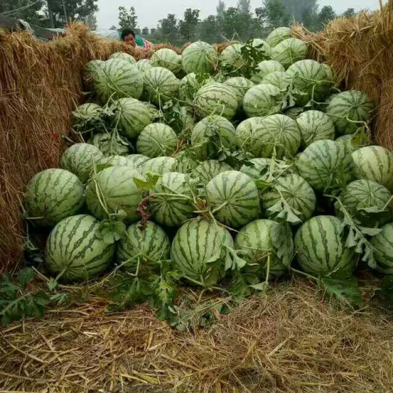 《推荐》金花3号无籽西瓜产地直发对接商超电商团购一条龙