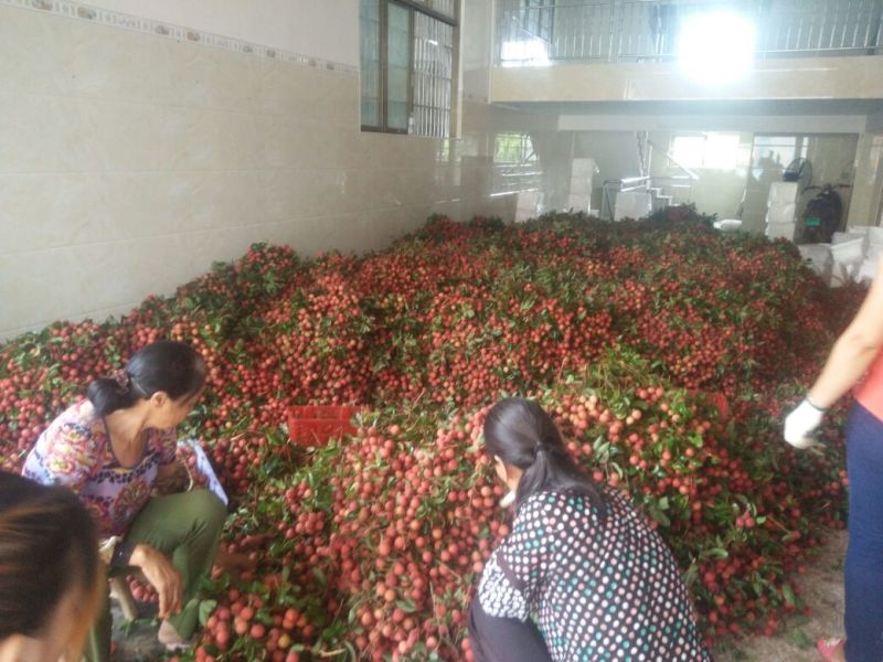 六月红荔枝禾荔鸡嘴桂味大量上市专业代办一件代发货