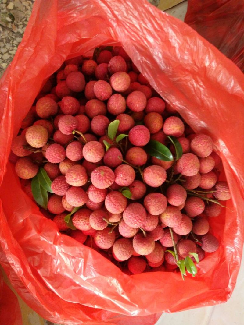六月红荔枝禾荔鸡嘴桂味大量上市专业代办一件代发货