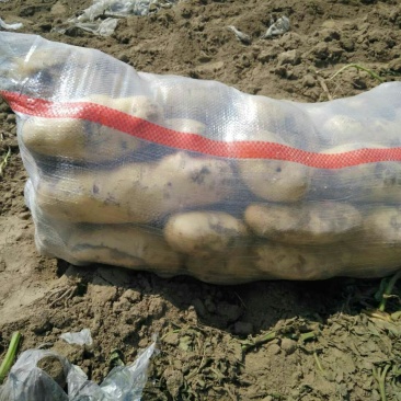 荷兰十五土豆通货2两以上