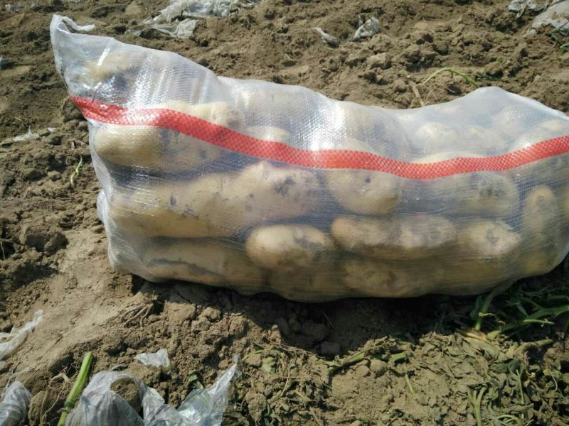荷兰十五土豆通货2两以上