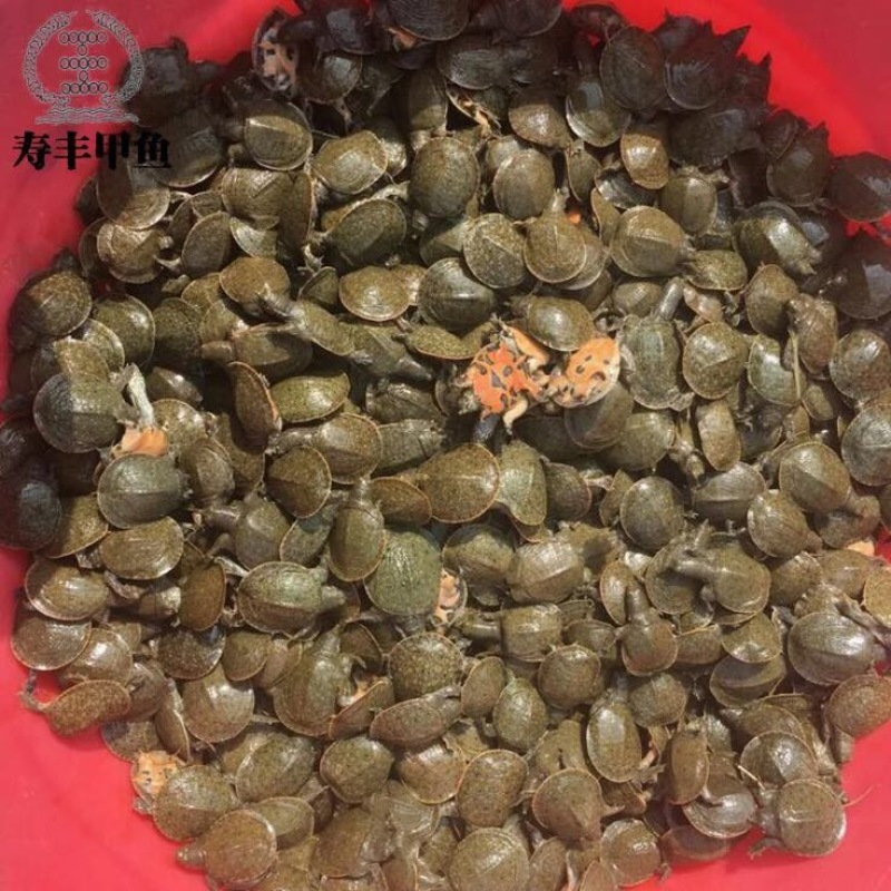 甲鱼苗鱼苗
