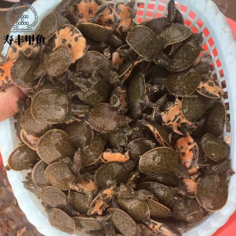 甲鱼苗鱼苗