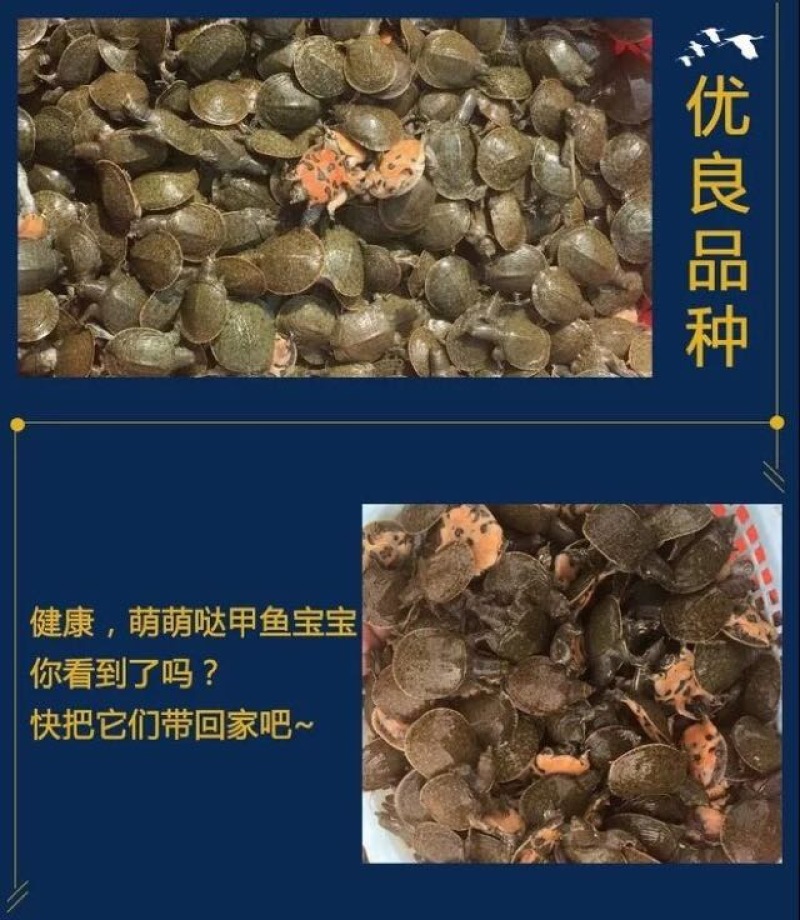 甲鱼苗鱼苗