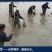 甲鱼苗鱼苗