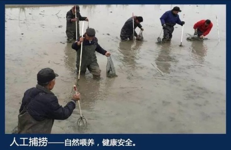 甲鱼苗鱼苗