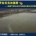 甲鱼苗鱼苗