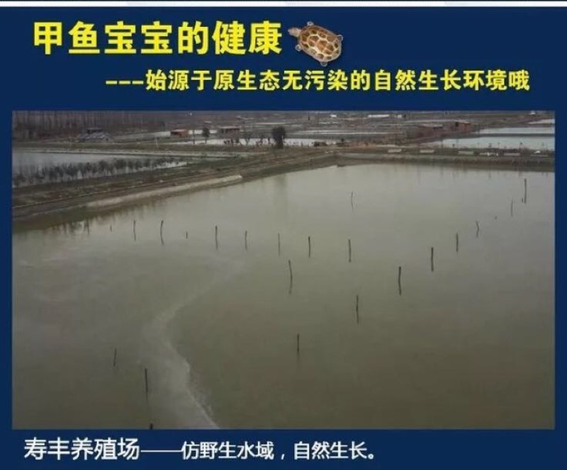 甲鱼苗鱼苗