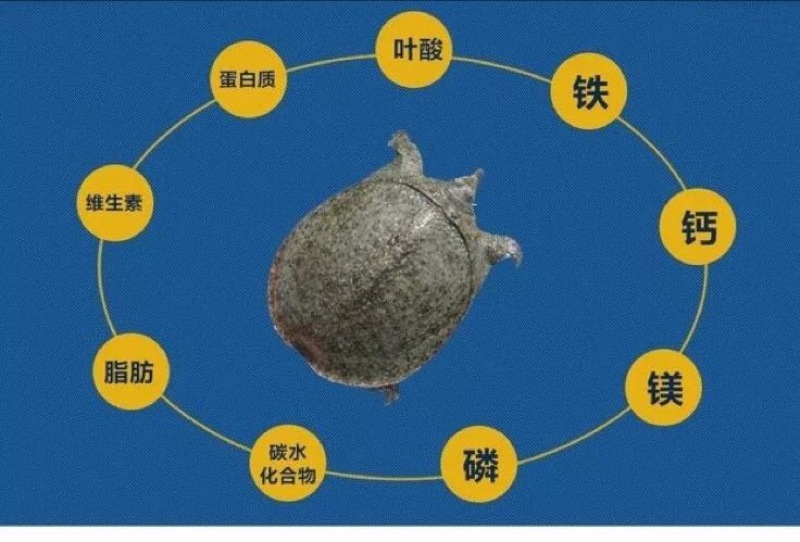 甲鱼苗鱼苗