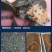 甲鱼苗鱼苗