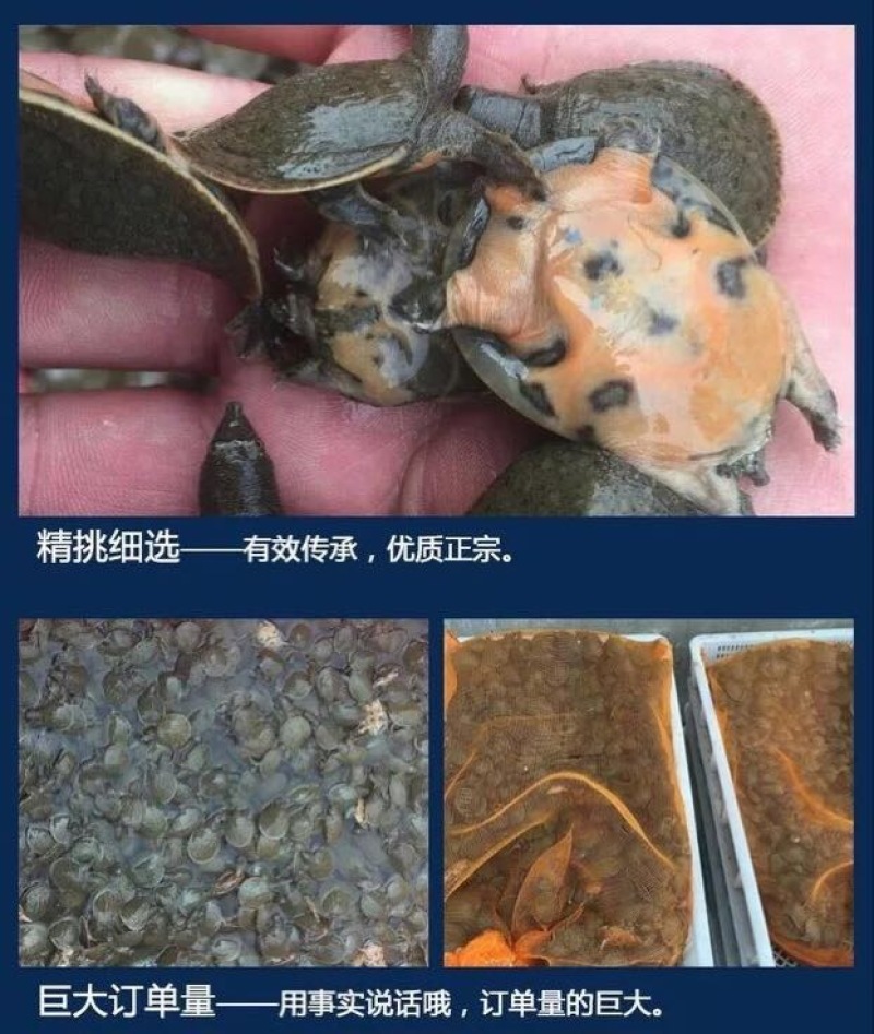 甲鱼苗鱼苗