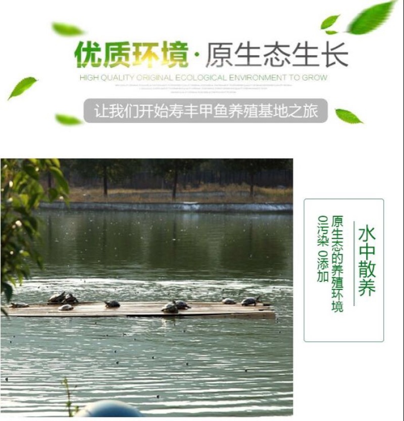 甲鱼苗鱼苗