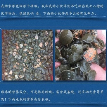 甲鱼苗鱼苗