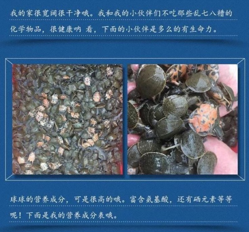 甲鱼苗鱼苗