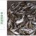 甲鱼苗鱼苗