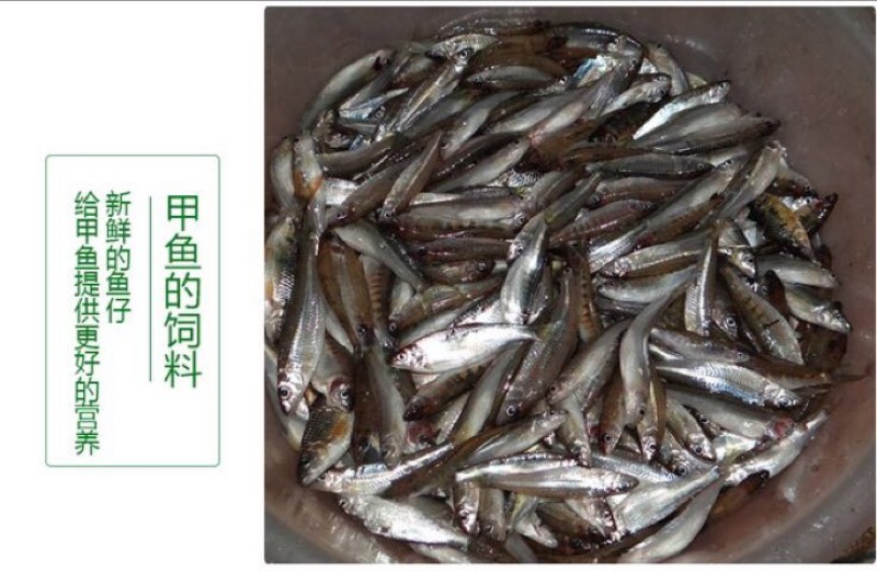 甲鱼苗鱼苗