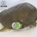 生态甲鱼2~2.5斤