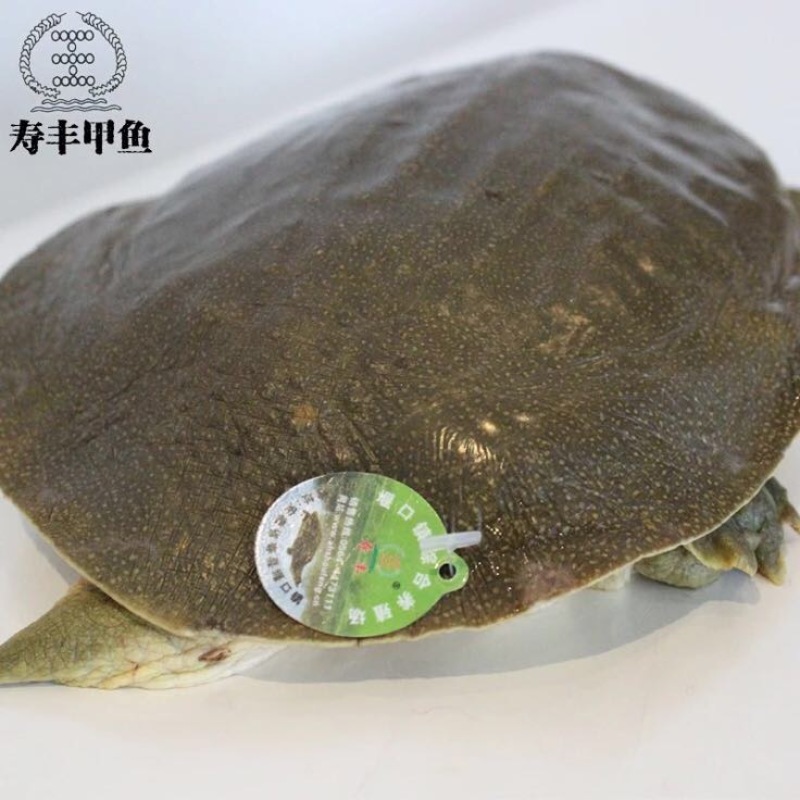 生态甲鱼2~2.5斤