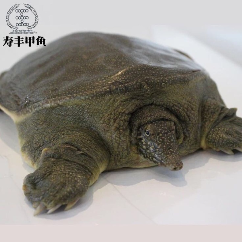 生态甲鱼2~2.5斤