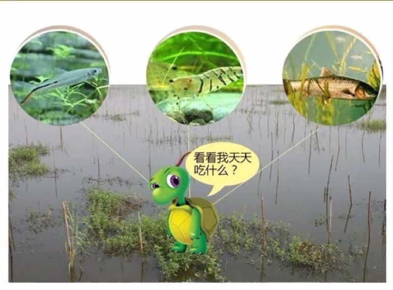 生态甲鱼2~2.5斤