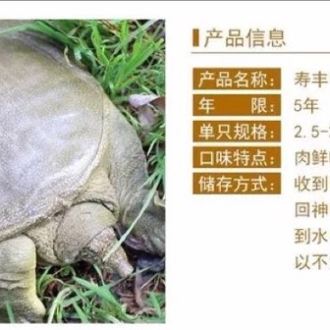 生态甲鱼2~2.5斤