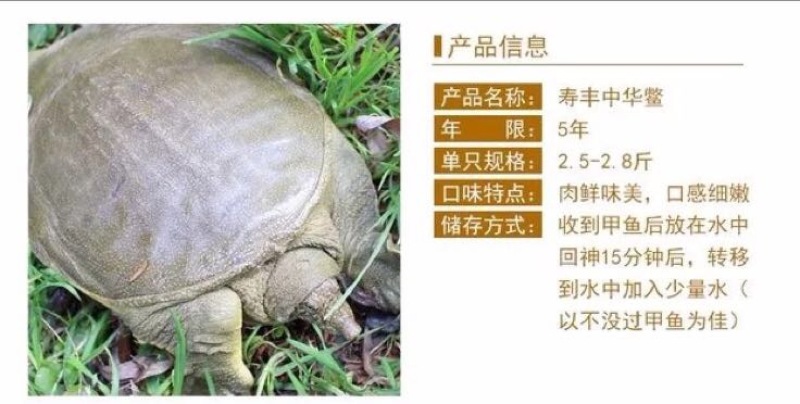生态甲鱼2~2.5斤