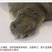 生态甲鱼2~2.5斤