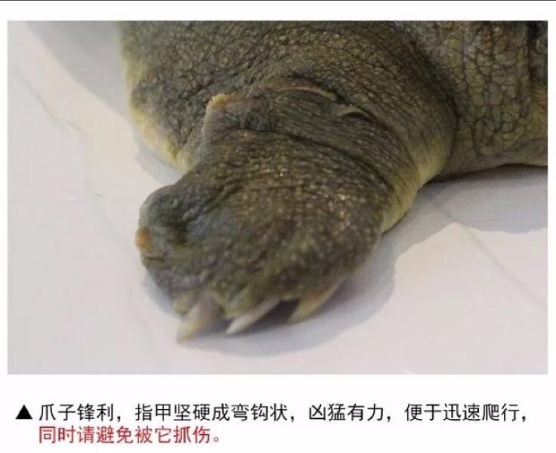 生态甲鱼2~2.5斤