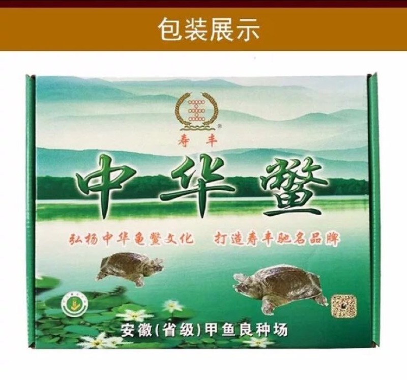生态甲鱼2~2.5斤