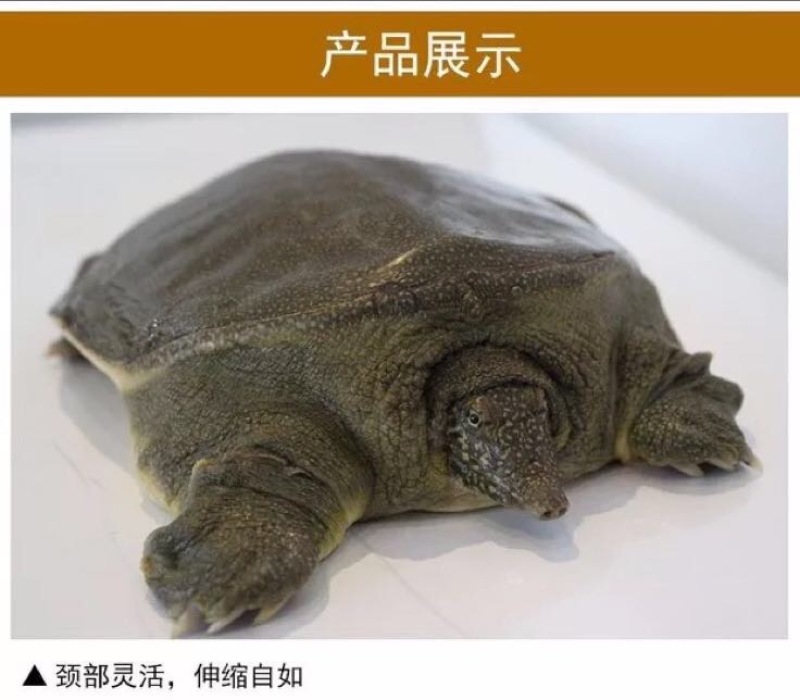 生态甲鱼2~2.5斤
