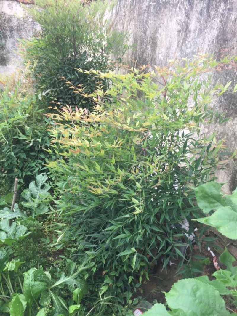 红叶南天竹30~50cm