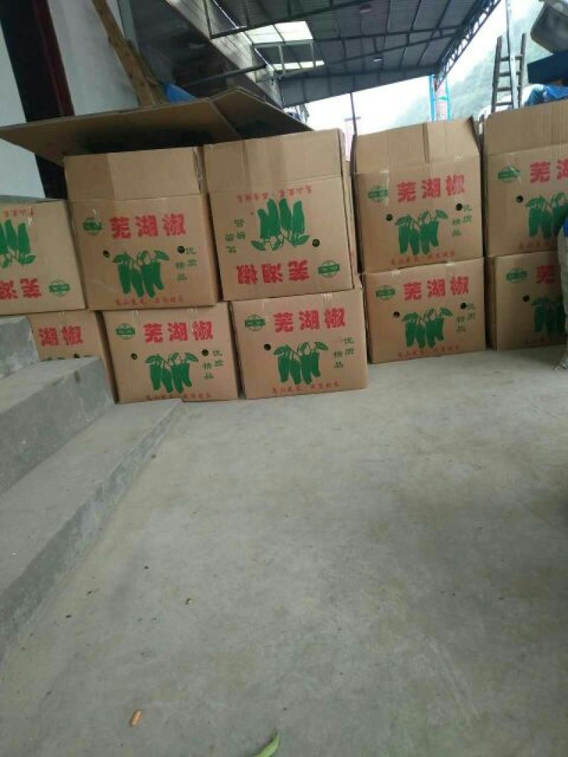 新鲜辣椒薄皮椒芜湖椒苏椒泡椒薄皮椒看货论价