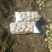 荷兰十五土豆精品3两以上量大从优欢迎各位老板咨询