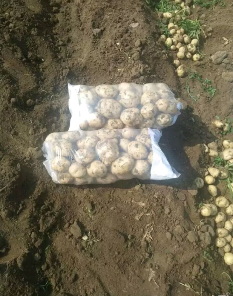 荷兰十五土豆精品3两以上量大从优欢迎各位老板咨询