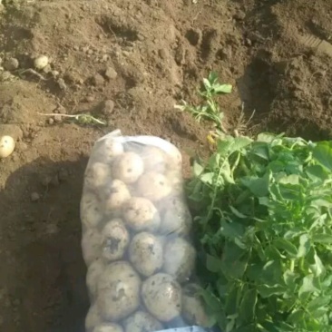荷兰十五土豆精品3两以上量大从优欢迎各位老板咨询