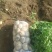 荷兰十五土豆精品3两以上量大从优欢迎各位老板咨询