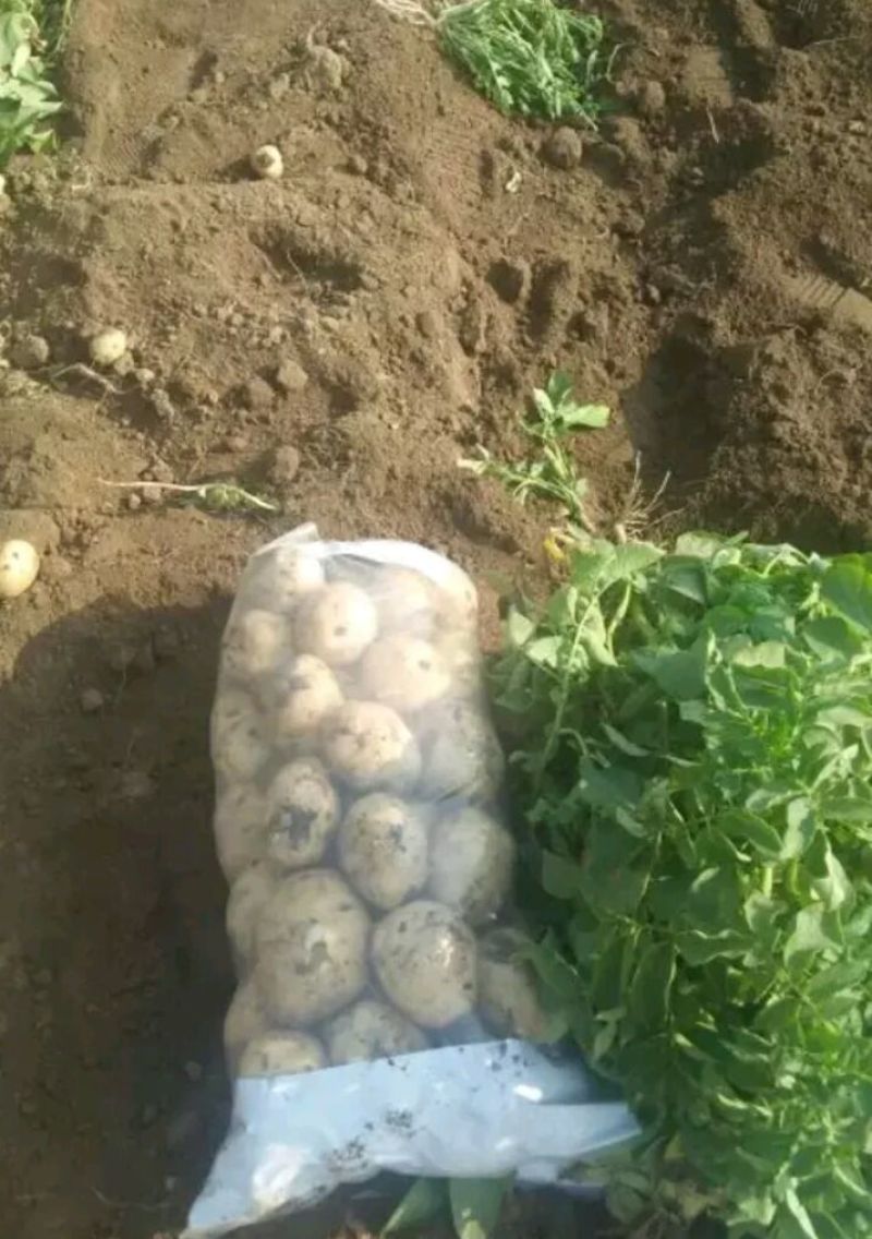 荷兰十五土豆精品3两以上量大从优欢迎各位老板咨询