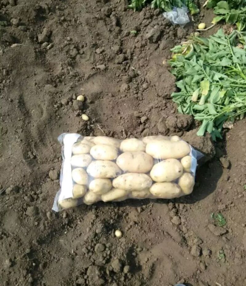 荷兰十五土豆精品3两以上量大从优欢迎各位老板咨询