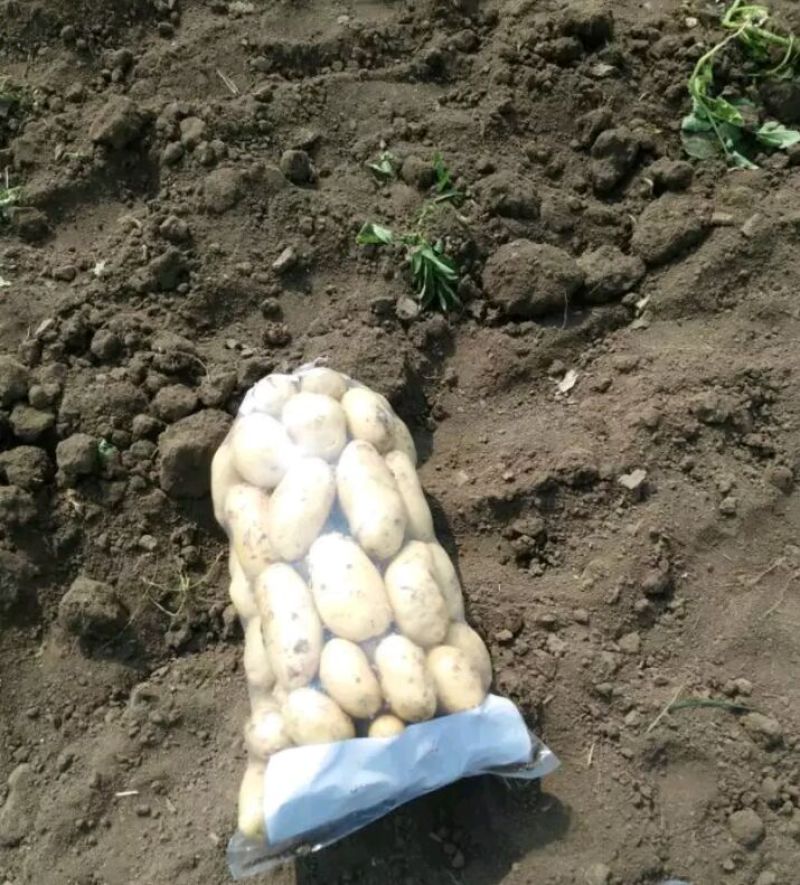 荷兰十五土豆精品3两以上量大从优欢迎各位老板咨询
